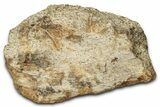 Dinosaur (Triceratops) Frill Shield Section - Montana #347970-1
